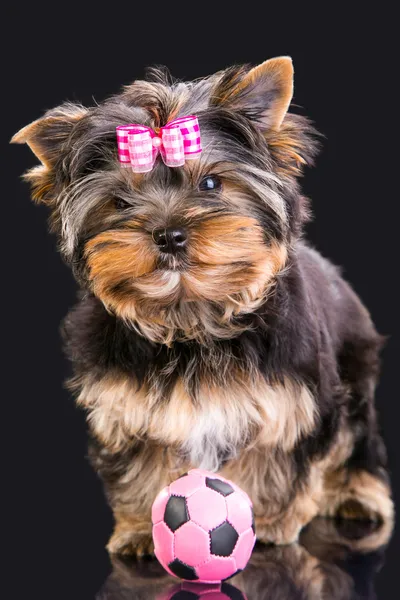 Schöner Welpe von yorkshire terrier mit rosa schleife und ball — Stockfoto