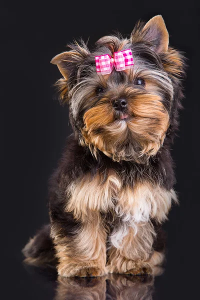 Lovely puppy of Yorkshire terrier with pink bow — Stock Photo, Image