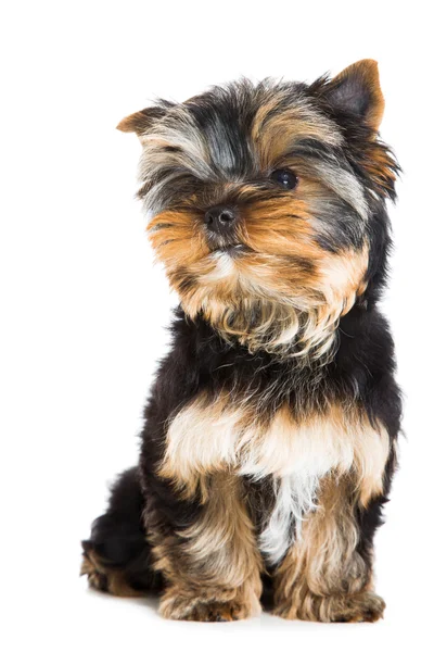 Chiot de Yorkshire terrier assis sur blanc isolé — Photo