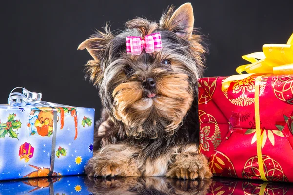 Cachorro de Yorkshire terrier com presentes de ano novo — Fotografia de Stock