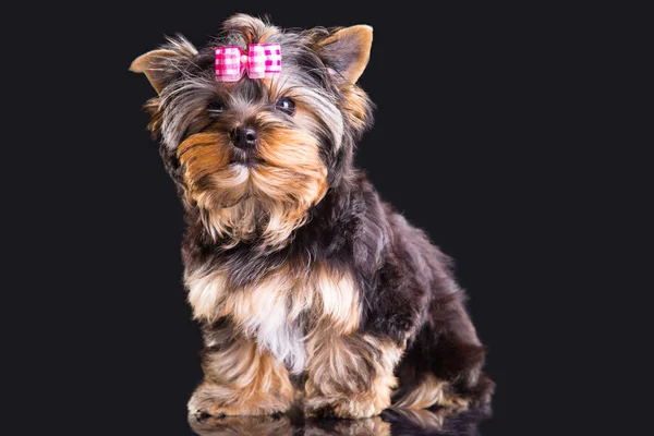 Härlig valp yorkshire terrier med rosa rosett — Stockfoto