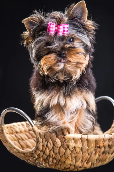 Lovely puppy of Yorkshire terrier sitting in a basket — Stock Photo, Image