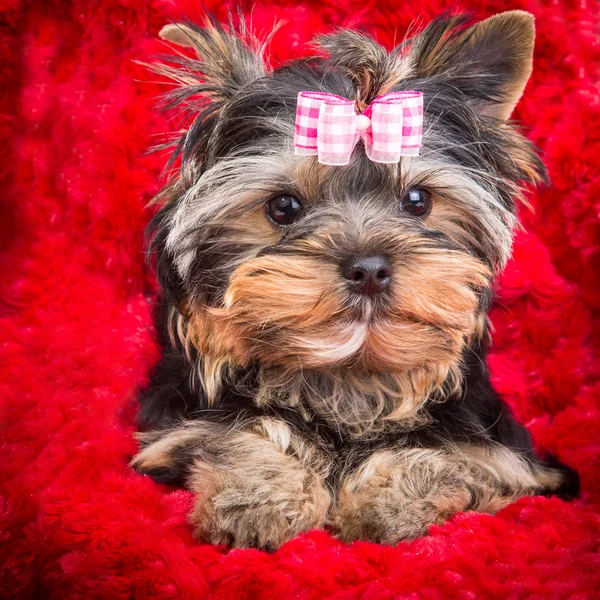 Puppy of Yorkshire terrier with pink bow lying on red pillow — Stock Photo, Image