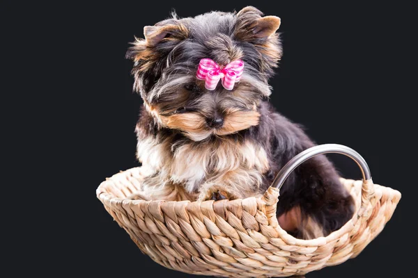 Piękny szczenię yorkshire Terrier w koszu siedzi — Zdjęcie stockowe