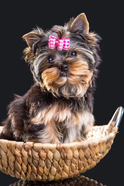 Lovely puppy of Yorkshire terrier sitting in a basket — Stock Photo, Image