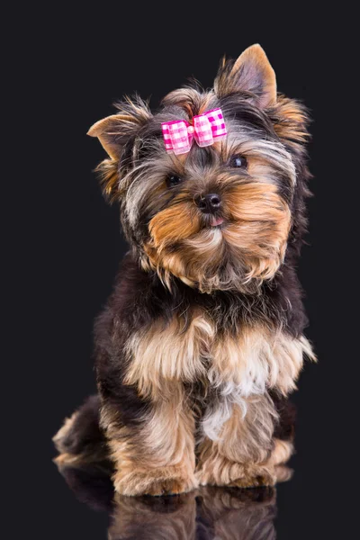 Schöner Welpe von yorkshire terrier mit rosa Schleife — Stockfoto