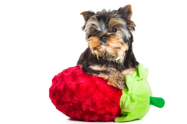 Yorkshire terrier with pink bow and red velvet strawberry on isolated white — Stock Photo, Image