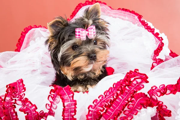 Yorkshire terrier met roze boog liggen op rode en witte chiffon kussen — Stockfoto