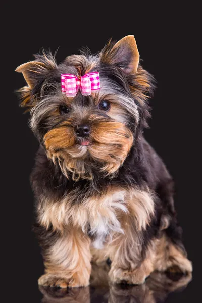 Lovely puppy of Yorkshire terrier with pink bow — Stock Photo, Image