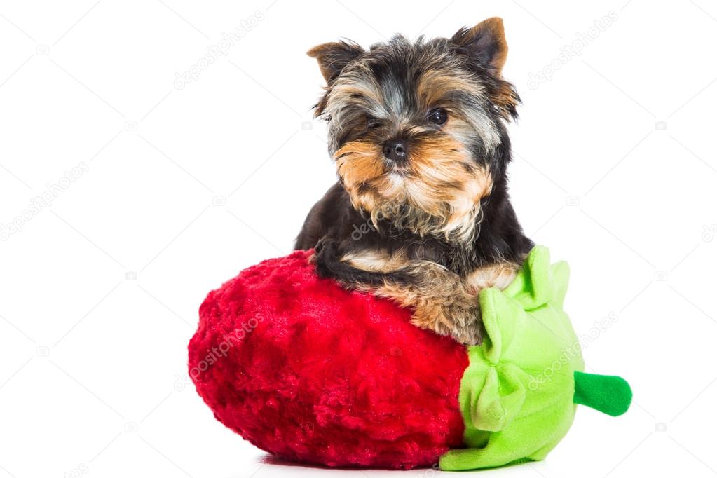 Yorkshire terrier with pink bow and red velvet strawberry on isolated white
