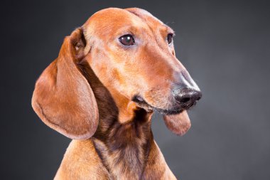 portrait of red dachshund