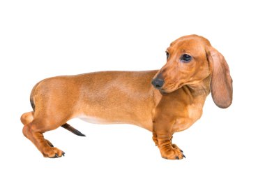izole beyaz üzerine kırmızı dachshund köpek