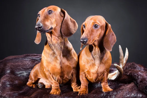 Dos perros salchichas rojos con trofeo de caza — Foto de Stock