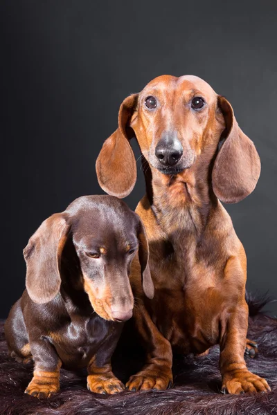 Κόκκινο, και σοκολάτα είδος γερμανικού κυνηγετικού σκύλου σκύλων με κυνήγι τρόπαιο — Φωτογραφία Αρχείου