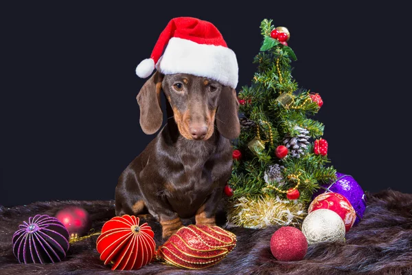 Είδος γερμανικού κυνηγετικού σκύλου με κόκκινο santa καπάκι κοντά στολισμένο χριστουγεννιάτικο δέντρο — Φωτογραφία Αρχείου