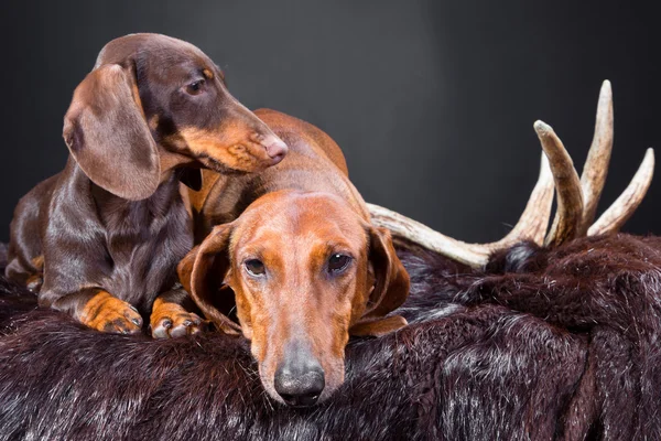Resto de perros salchichas rojos y chocolate después de la caza —  Fotos de Stock