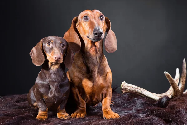 Rode en chocolade Teckel honden met jacht-trofee — Stockfoto