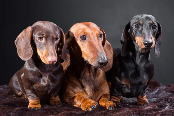 3 つのダックスフント犬 — ストック写真