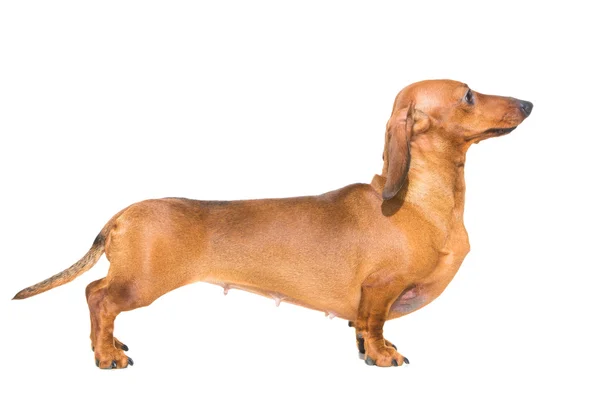 izole beyaz üzerine kırmızı dachshund