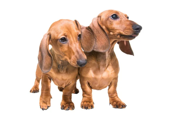 Dois cães dachshund vermelhos em branco isolado — Fotografia de Stock