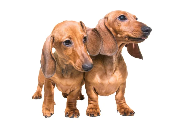 Deux chiens teckel rouge sur blanc isolé — Photo