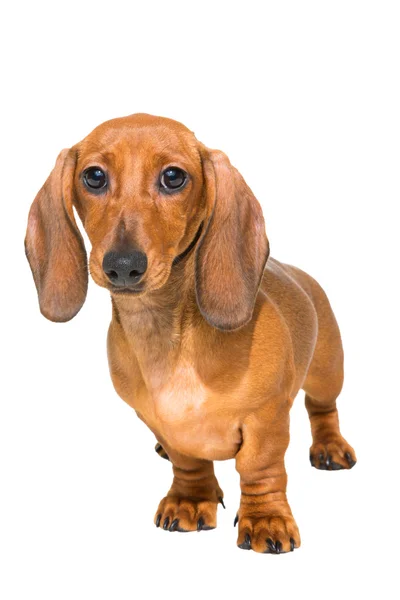 Red dachshund puppy on isolated white — Stock Photo, Image