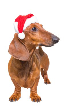 Noel Baba şapkası izole beyaz ile kırmızı dachshund