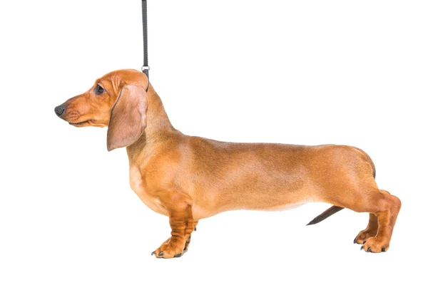 Red dachshund puppy on isolated white — Stock Photo, Image