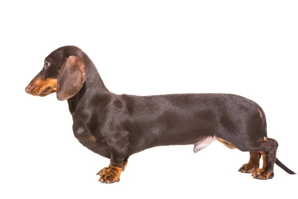 Chocolate dachshund puppy on isolated white — Stock Photo, Image