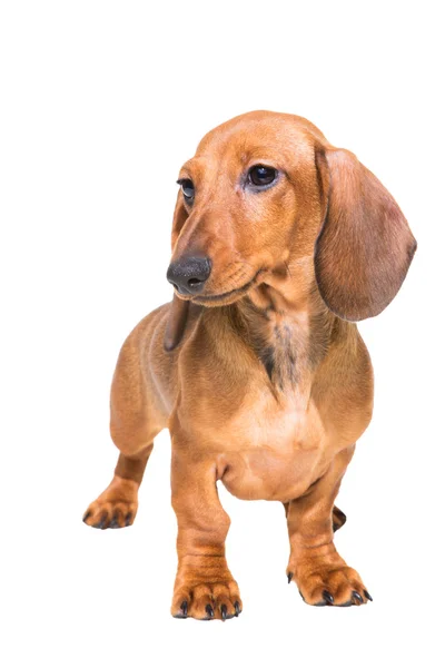 Cachorro dachshund vermelho em branco isolado — Fotografia de Stock