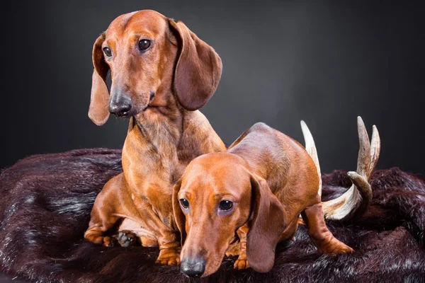 Two red dachshund dogs with hunting trophy — Stock Photo, Image