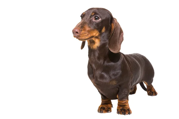 Chocolate dachshund puppy on isolated white — Stock Photo, Image