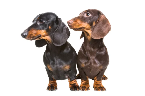 Zwart en chocolade Teckel honden op geïsoleerde Wit — Stockfoto