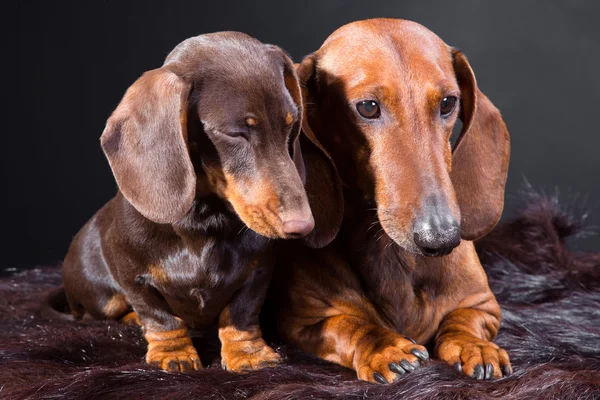 Iki kırmızı ve çikolata dachshund köpek — Stok fotoğraf