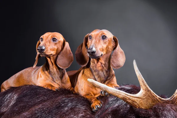 Dos perros salchichas rojos con trofeo de caza —  Fotos de Stock