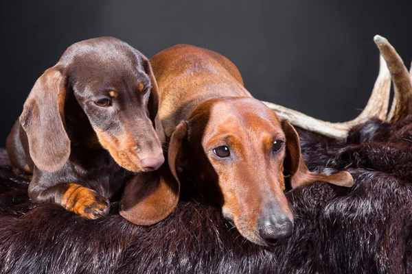 Red and chocolate dachshund dogs with hunting trophy — Stock Photo, Image