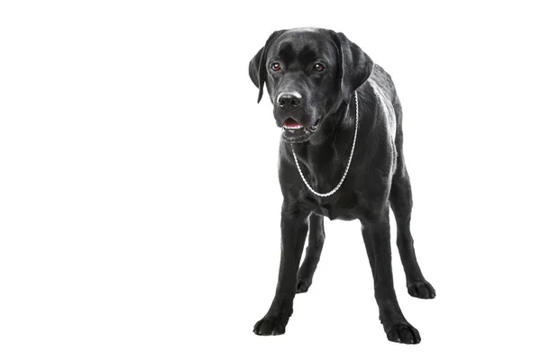 Schwarzer Labrador Retriever Hund liegt auf isoliertem weißen — Stockfoto