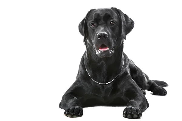 Schwarzer Labrador Retriever Hund liegt auf isoliertem weißen — Stockfoto