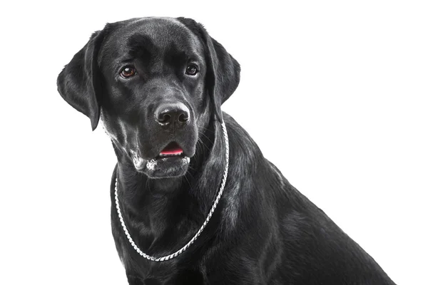 Retrato de perro labrador retriever negro sobre blanco aislado —  Fotos de Stock