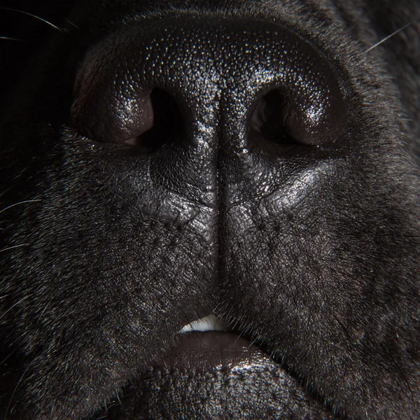 Cute nose of black labrador retriever dog — Stock Photo, Image