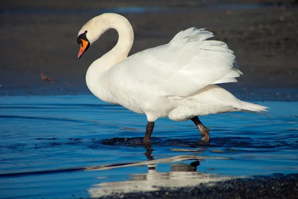 Um cisne branco caminhando perto do lago — Fotografia de Stock