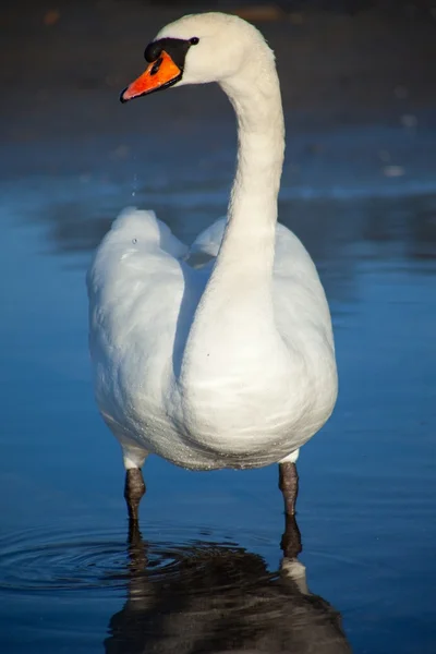 湖の近くを歩いて 1 つの白い白鳥 — ストック写真