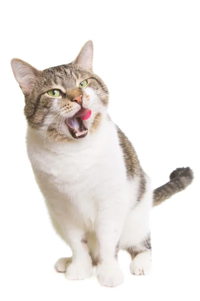 Leckt Katze mit grünen Augen auf isoliertem Weiß — Stockfoto
