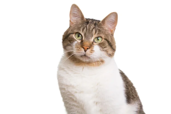 Domestic cat with green eyes on isolated white — Stock Photo, Image