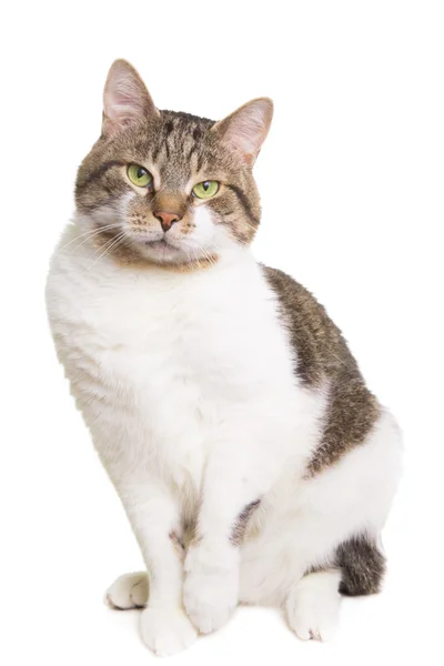 Gato doméstico con ojos verdes sentado en blanco aislado — Foto de Stock