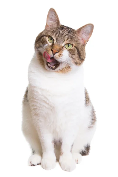 Lamiendo gato con ojos verdes en aislado blanco — Foto de Stock