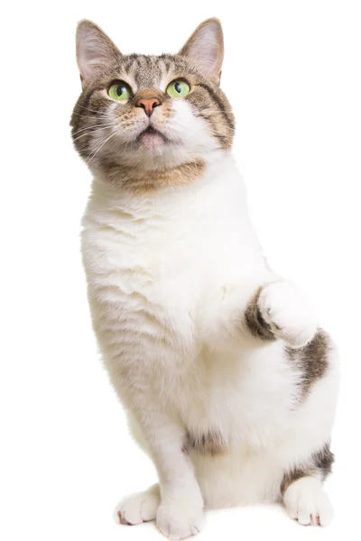 Gra kot z zielonymi oczami na na białym tle biały — Zdjęcie stockowe