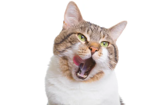 Likken kat met groene ogen op geïsoleerde Wit — Stockfoto