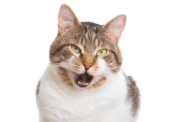 Lamiendo gato con ojos verdes en aislado blanco — Foto de Stock