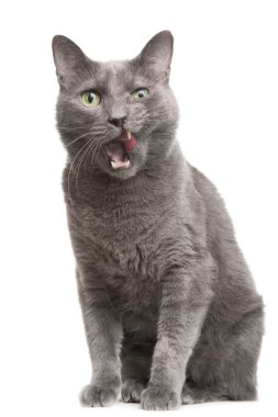 izole Beyaz Rus mavi kedi yalama